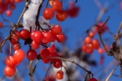IMG-20210111-WA0000