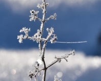 IMG-20210111-WA0001