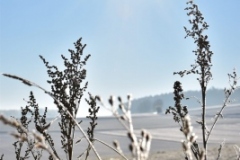 IMG-20210118-WA0011