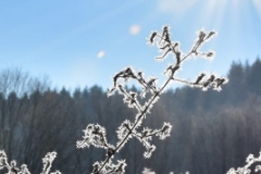 IMG-20210118-WA0012