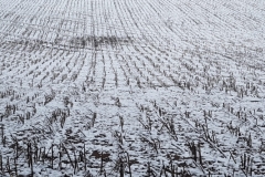 IMG-20210119-WA0002