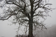 IMG-20210119-WA0003