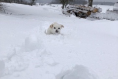 IMG-20210124-WA0010